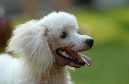 A pet dog with mouth openの写真素材