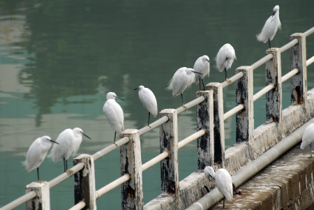 many snowy egrets (Egretta thula) standing in a line, beisde the water.の写真素材