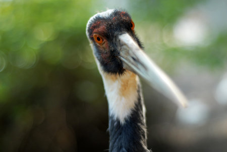 Close up of the head of a sandhill Crane , isolated  over a green backgroundの写真素材