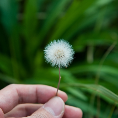 A dandelion blowing seeds in the wind の写真素材