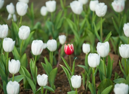 One red tulip in a sea of white tulips.の写真素材