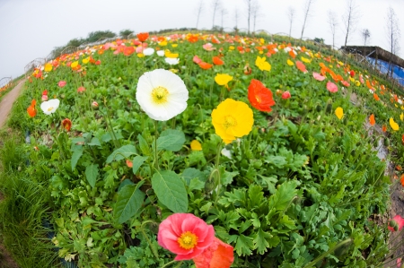 Field with colorful corn poppy flowers.の写真素材