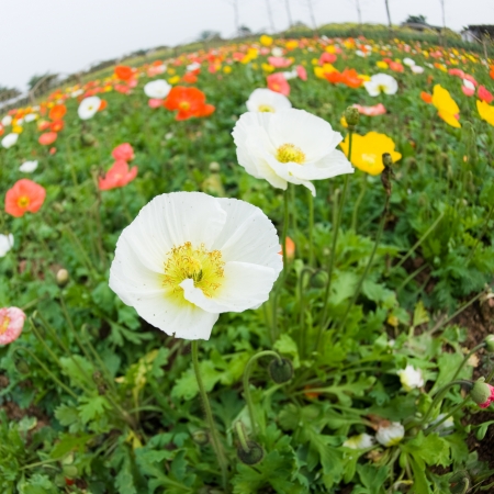 Field with colorful corn poppy flowers.の写真素材