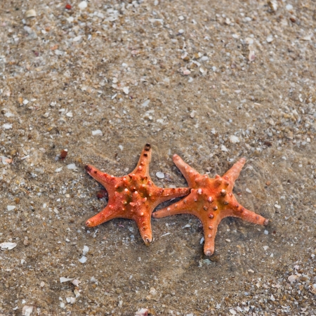 Pair of starfishes on a beach sandの写真素材