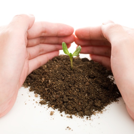 Hands and plant isolated on white background の写真素材
