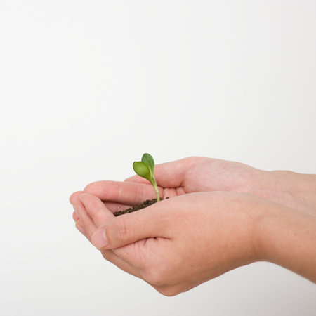 Young plant in hand over white