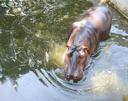 Hippopotamus swimming in the pond. 