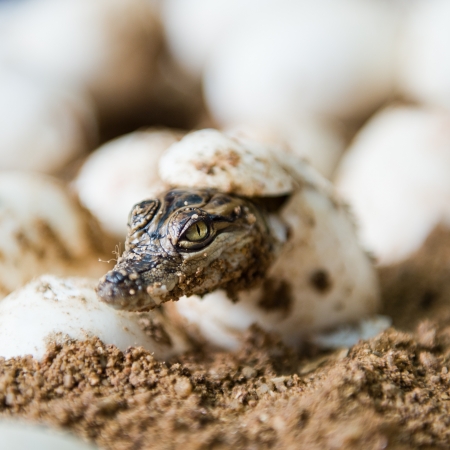 Little baby crocodiles are hatching from eggs.の写真素材
