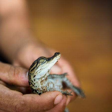 Little baby crocodile held in handの写真素材