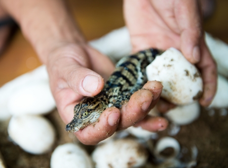 Little baby crocodiles are hatching from eggs.の写真素材
