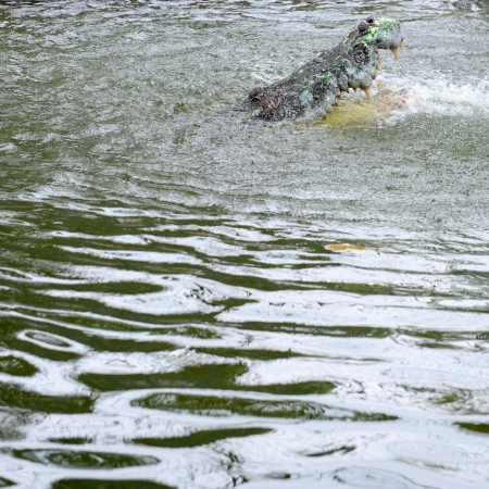 Crocodiles fighting in the pond.の写真素材
