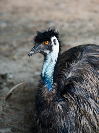 portrait of ostrich .
の写真素材