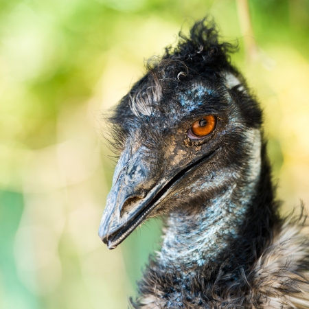Ostrich standing.の写真素材