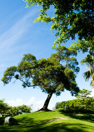 green field, trees and blue sky.の写真素材