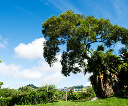 green field, trees and blue sky.の写真素材