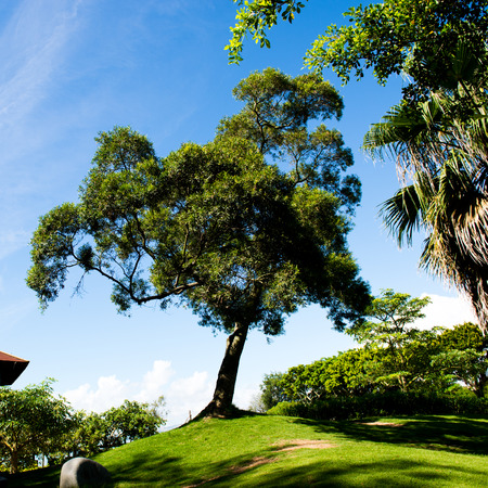 green field, trees and blue sky.の写真素材