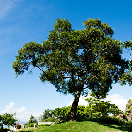 green field, trees and blue sky.の写真素材