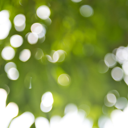 natural green background with bokeh circles.の写真素材