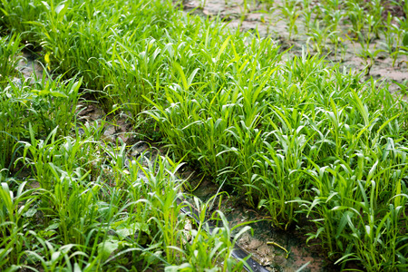 water spinach plants on a farm field.の写真素材