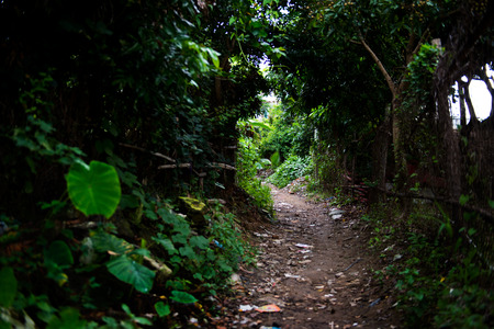 country road covered with bushes and grass.の写真素材