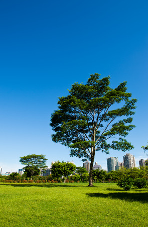 park and modern building in the city.の写真素材