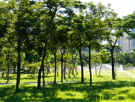 Green branches in a garden.の写真素材