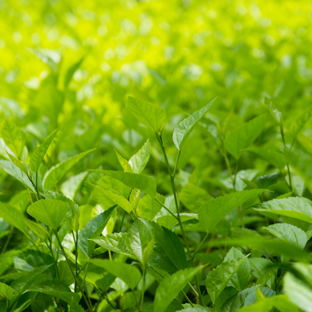 natural green leaf for background.の写真素材