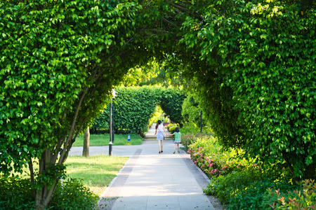 Green archway in the park at summer.の写真素材