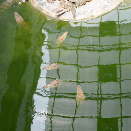 Many crocodiles  in the pond.の写真素材