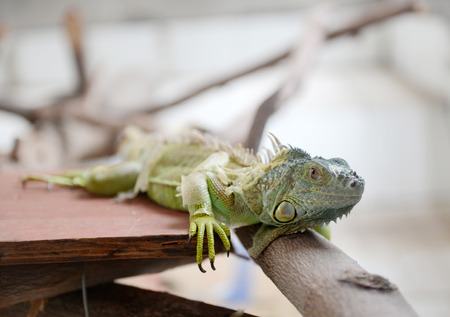 close up shot of lizard.の写真素材