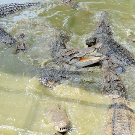 Crocodiles fighting in the pond.の写真素材
