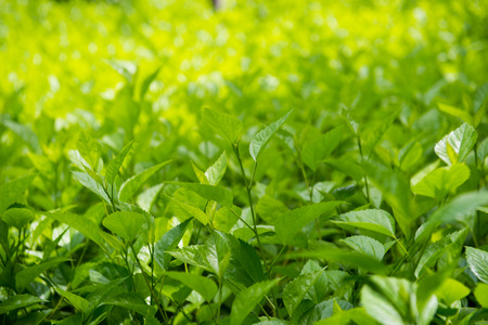 natural green leaf for background.の写真素材