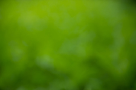 natural green background for design.の写真素材