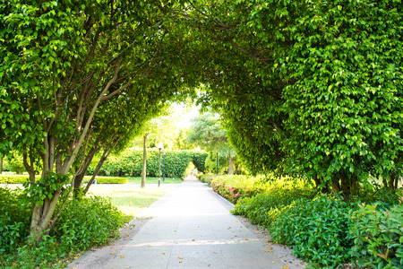 Green archway in the park at summer.の写真素材