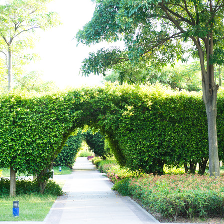 Green archway in the park at summer.の写真素材