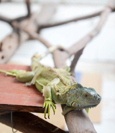 close up shot of lizard.の写真素材