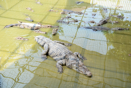 Crocodiles fighting in the pond.の写真素材