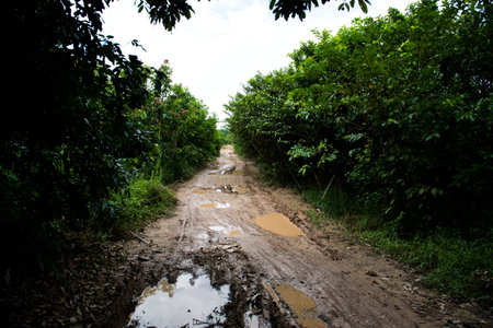 country road covered with bushes and grass.の写真素材