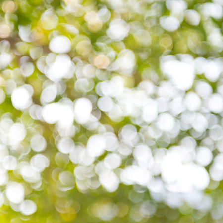 natural green background with bokeh circles.の写真素材