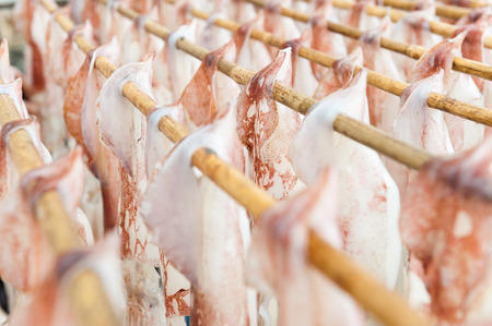 Dried squid, traditional squids drying under the sun in a idyllic fishermen village, China.の写真素材