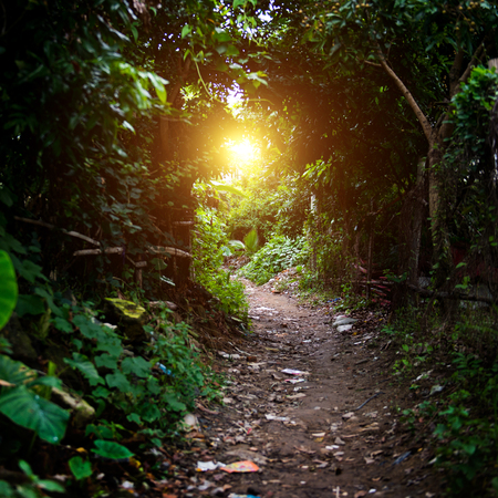 country road covered with bushes and grass.の写真素材