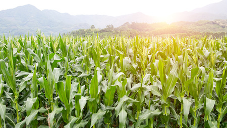 growing up of green corn field.の写真素材