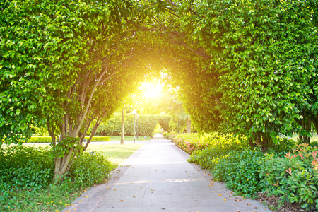 Green archway in the park at summer.の写真素材