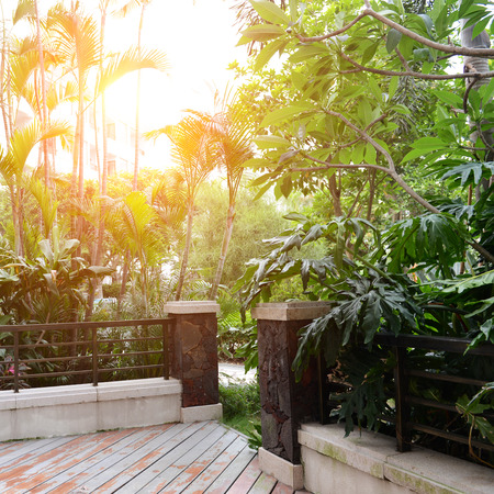 many green trees in the backyard.の写真素材