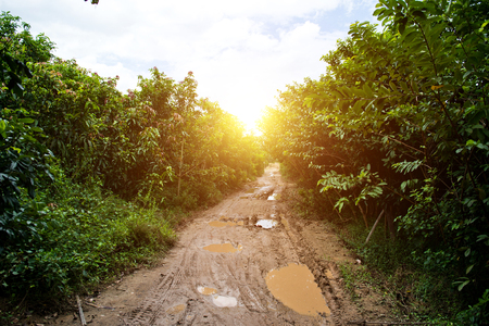 country road covered with bushes and grass.の写真素材