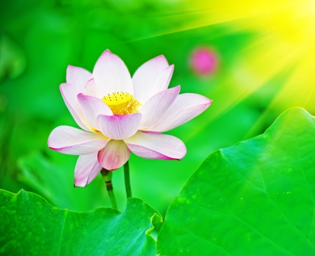 lotus flower blossom の写真素材