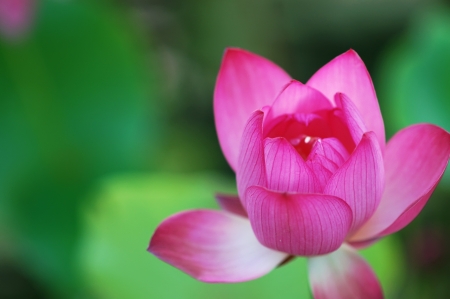 lotus flower blossomの写真素材