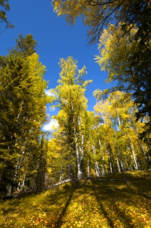 birch grove in the autumnの写真素材