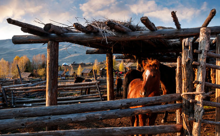 horse at the old stableの写真素材