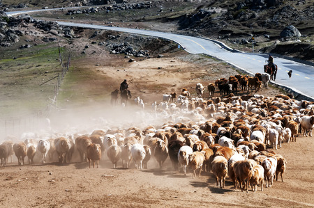 landscape of sheep at the countryside の写真素材